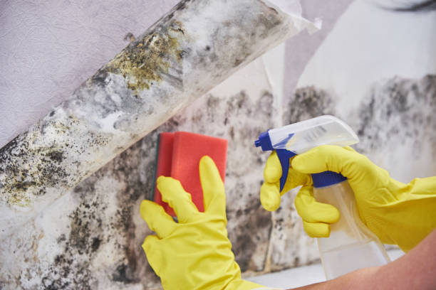 Environmental Consulting for Mold Prevention in Madera Ranchos, CA